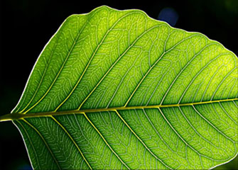 在线手机号轰炸网页版